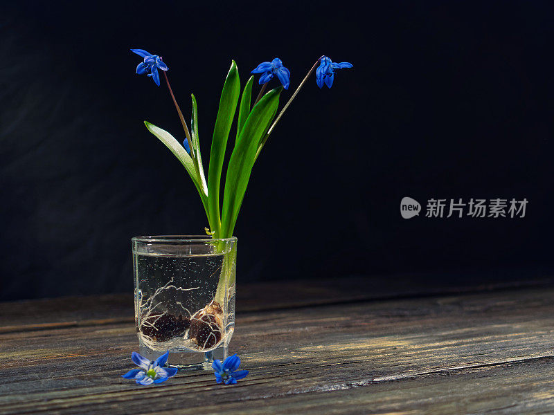 黑色的仍然有蓝色的花(scilla siberica)